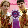 Мошенница заводчица кошек Светлана Загуменнова Загуменова